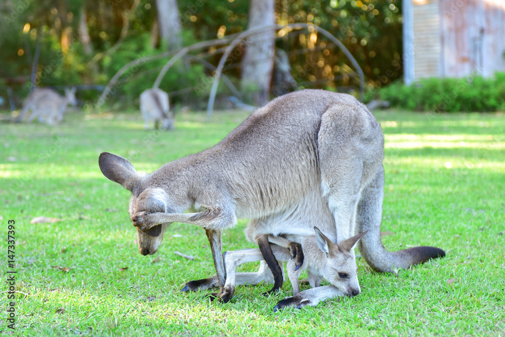 Kangarros in wild nature