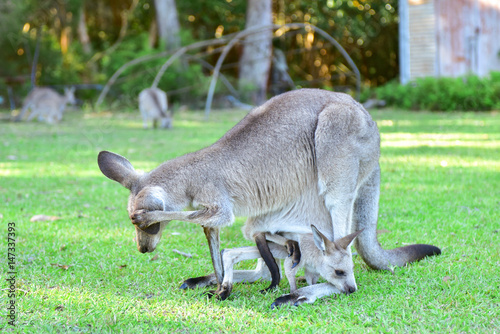 Kangarros in wild nature