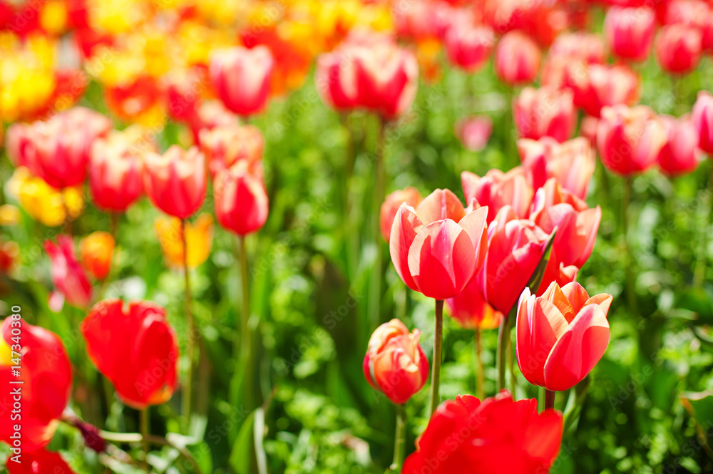 Colorful tulip flower, Tulip flower and green leaves background with sunlight. Beautiful tulip flower in the garden at sunny summer or spring day. Colorful tulip flower, Tulip flower and green leaves background with sunlight. Beautiful tulip flower in the garden at sunny summer or spring day.