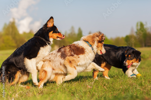 Sticker Australian Shepherd dogs running for a toy