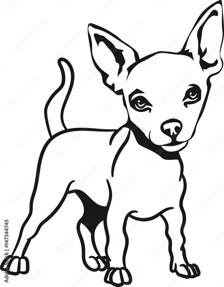 Hund hunderasse Chihuahua
