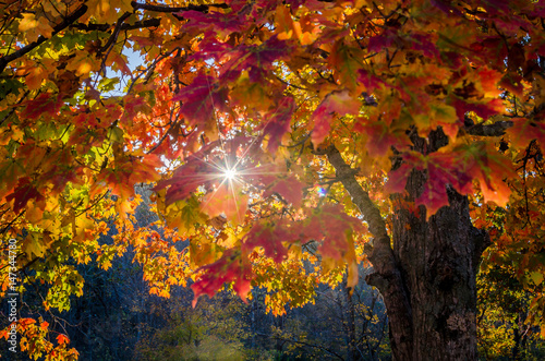 Sun shining through autumn leaves in Brown County State Park