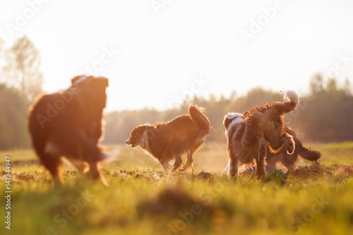 four running Australian Shepherd dogs with evening sun