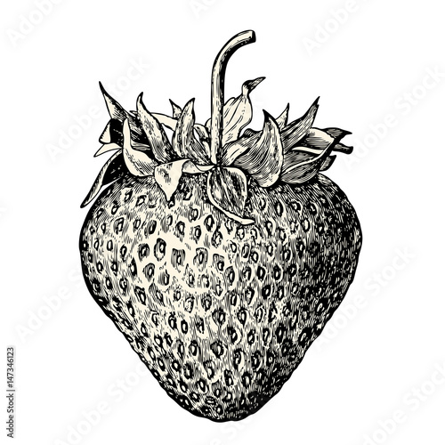 vintage fruit / food vector design element: retro illustration of a fresh strawberry