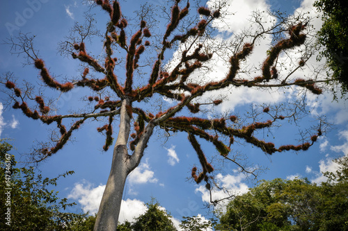 Dry Ceiba tree with branches covered with fluffy vegetation in Tikal National Park  Guatemala