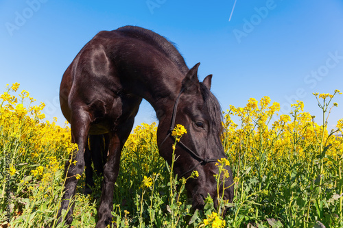 portrait of a Friesian horse in a rape field