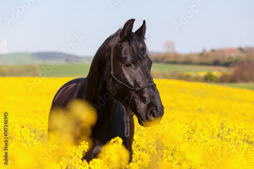 portrait of a Friesian horse in a rape field