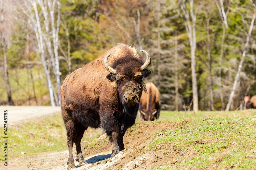 Buffalo resting in a national parc in Northern Quebec, Canada. Buffalo resting in a national parc in Northern Quebec, Canada.