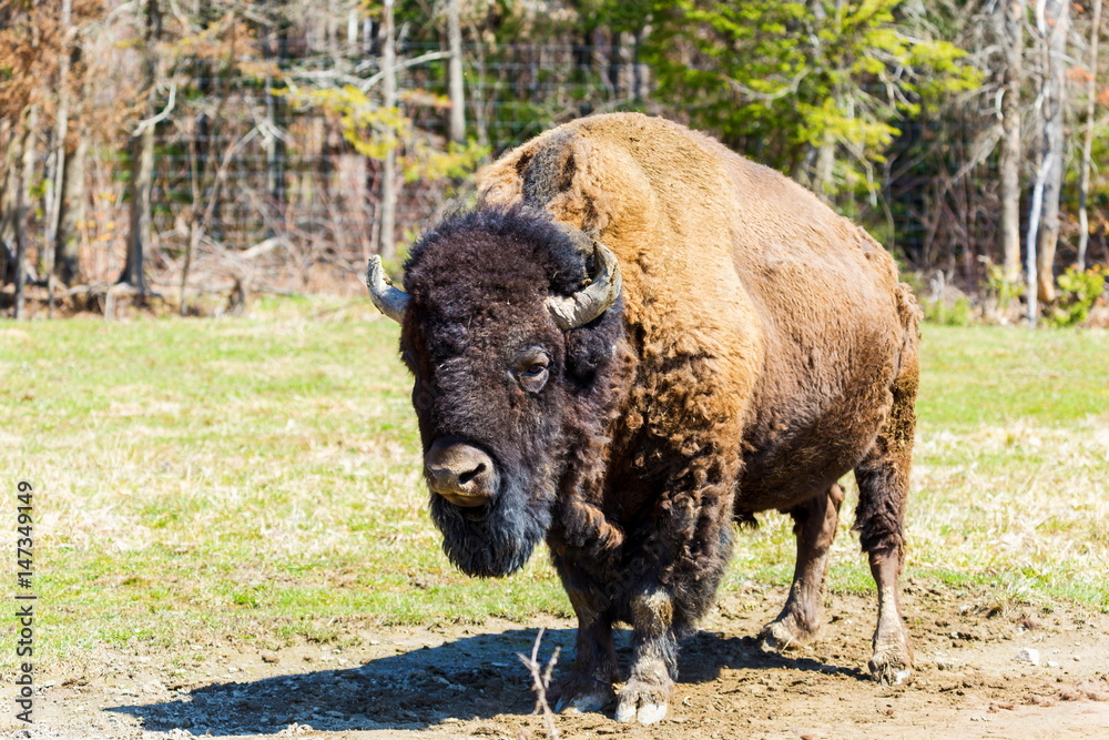 Buffalo resting in a national parc in Northern Quebec, Canada. Buffalo resting in a national parc in Northern Quebec, Canada.