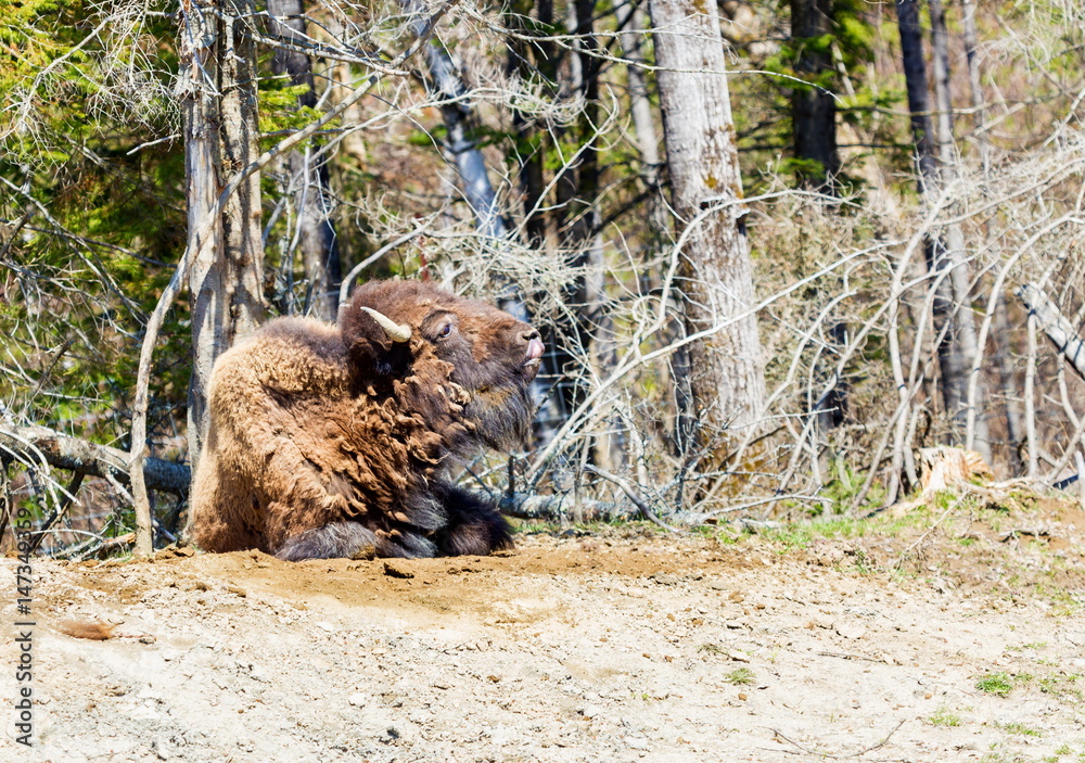 Buffalo resting in a national parc in Northern Quebec, Canada. Buffalo resting in a national parc in Northern Quebec, Canada.
