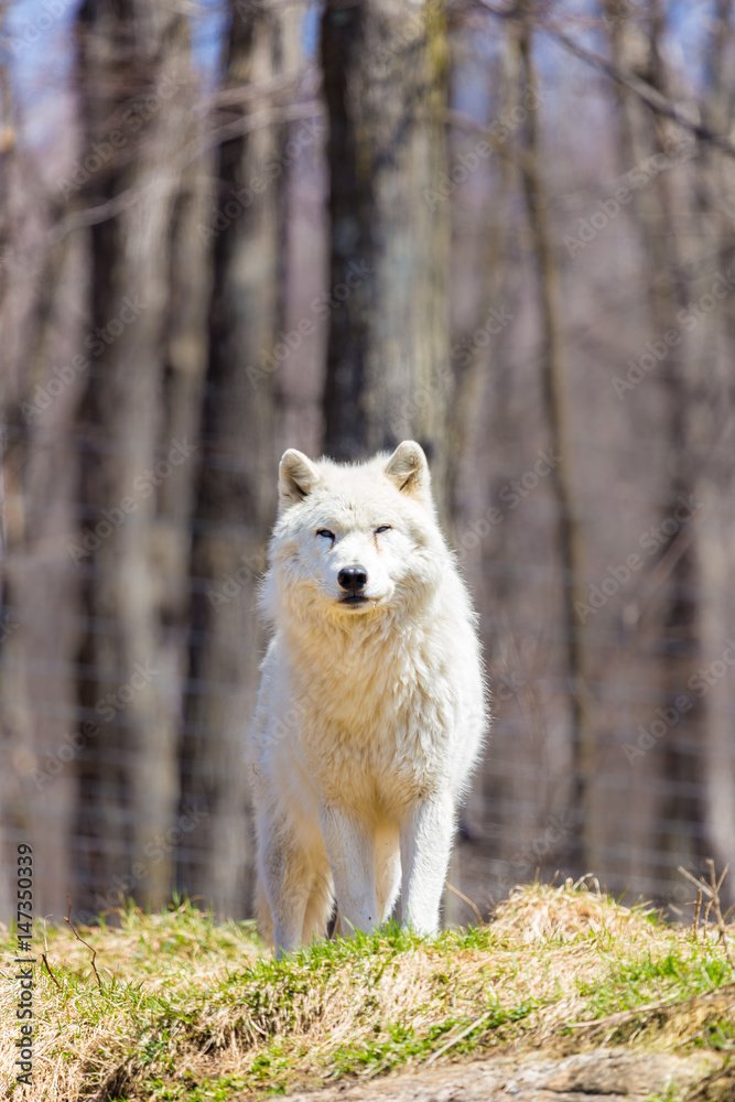 Naklejka premium White Arctic wolf in a forest in Northern Canada alert and looking for prey, taken just after the snows had cleared in early April.