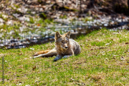 The coyote is a canid native to North America. It is smaller than its close relative  the gray wolf  and slightly smaller than its other close relatives  the eastern and the red wolf.