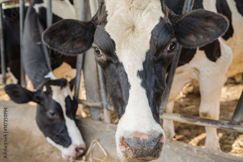 Dairy farming