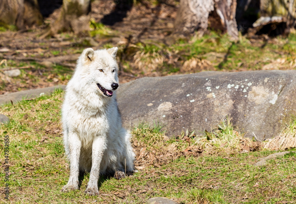 Fototapeta premium White Arctic wolf in a forest in Northern Canada alert and looking for prey, taken just after the snows had cleared in early April.