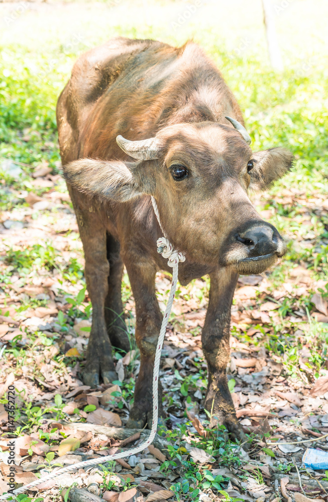Fototapeta premium buffalo on grass