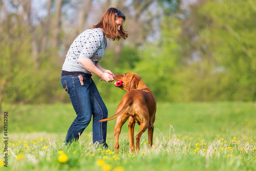 woman plays with a Rhodesian ridgeback on the meadow