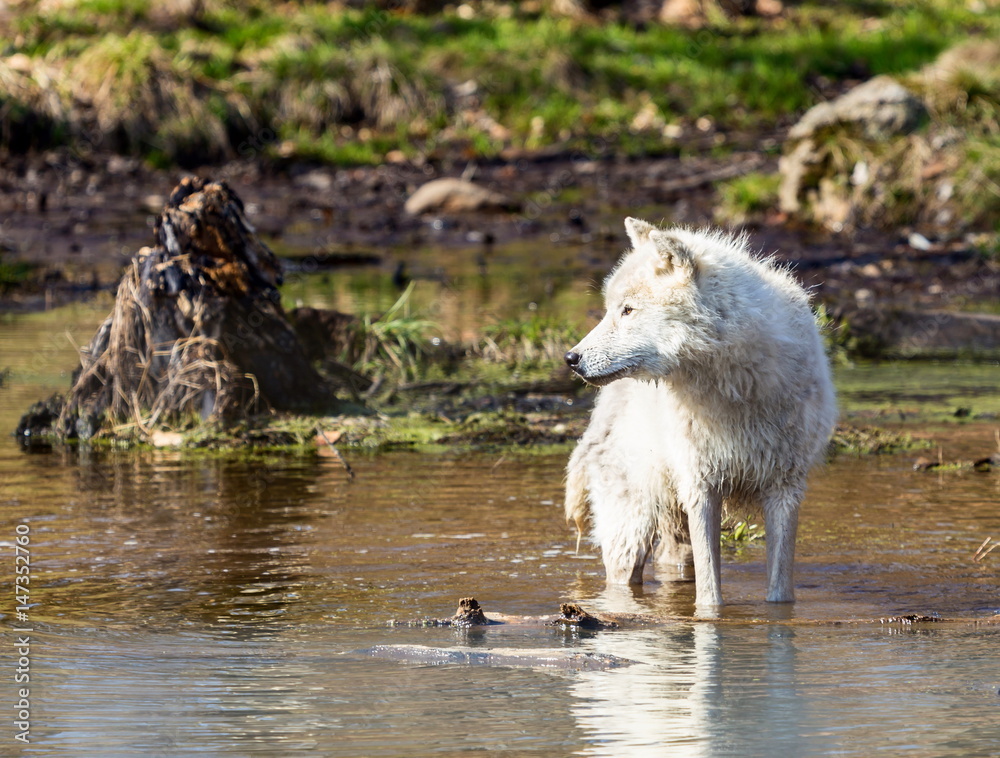 Naklejka premium White Arctic wolf in a forest in Northern Canada alert and looking for prey, taken just after the snows had cleared in early April.