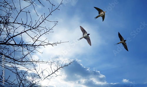 Barn swallow over blue sky background