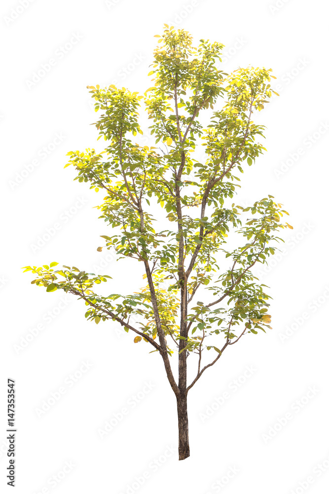Tree isolated on white background Tree isolated on white background