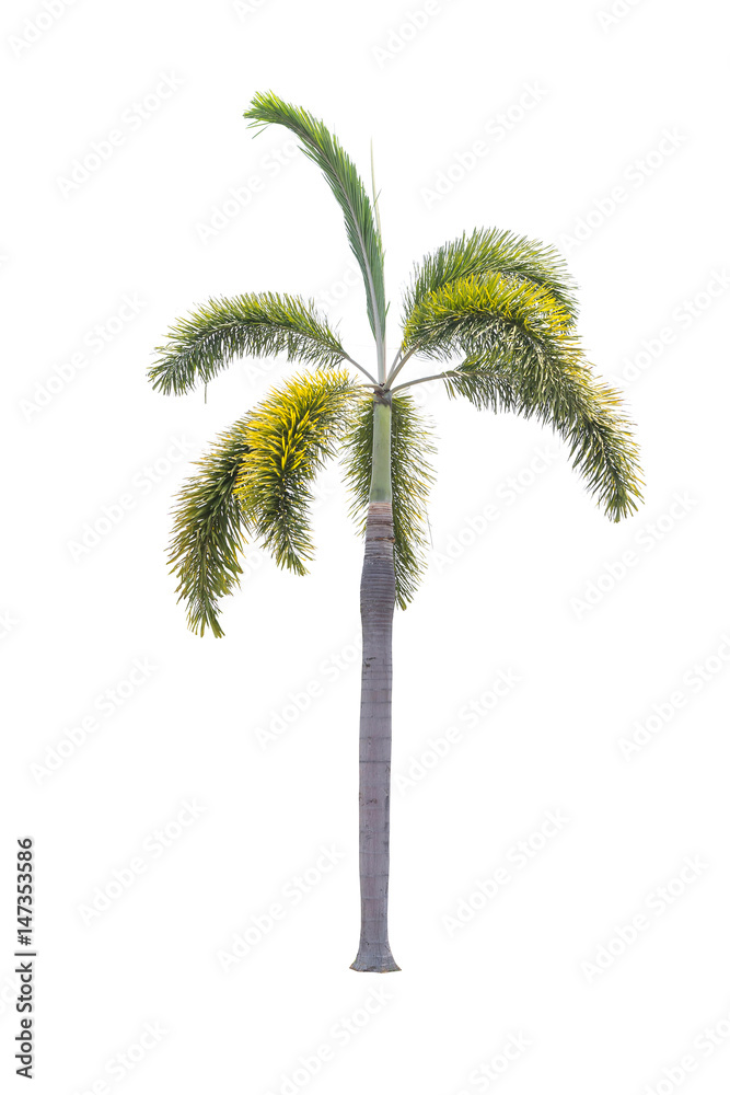 Beautiful Palm tree isolated on white background Beautiful Palm tree isolated on white background
