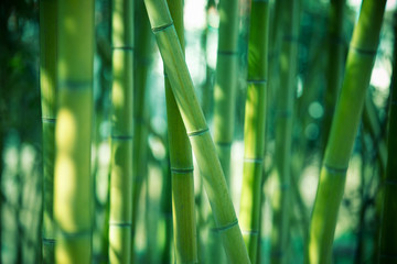 Keuken achterwand Bamboe Frisse groene bamboe achtergrond  © myfotolia88