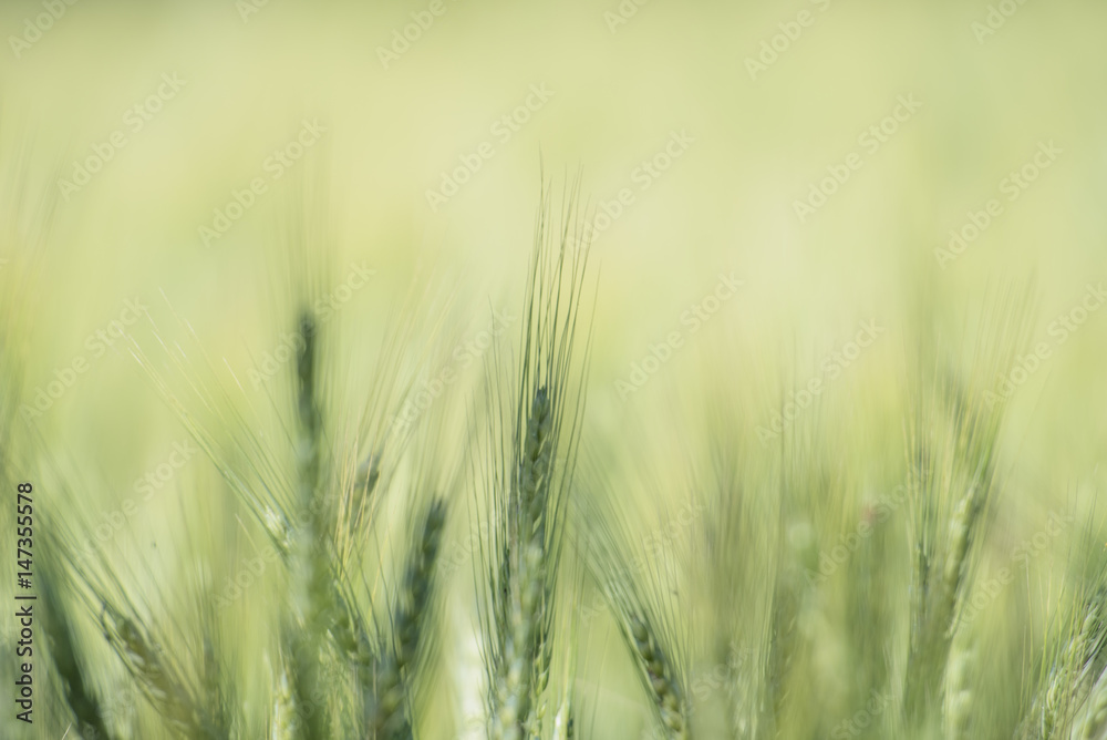 Fototapeta premium barley