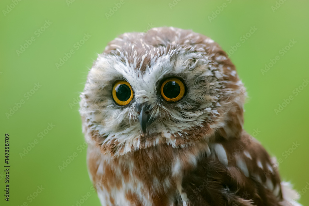 Fototapeta premium Saw Whet Owl face