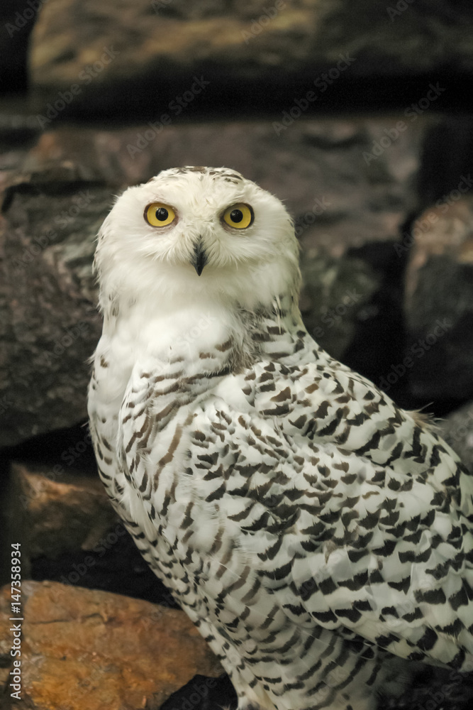 Fototapeta premium Snowy Owl