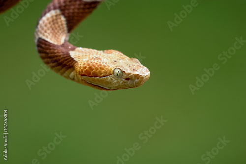 Copperhead closeup0