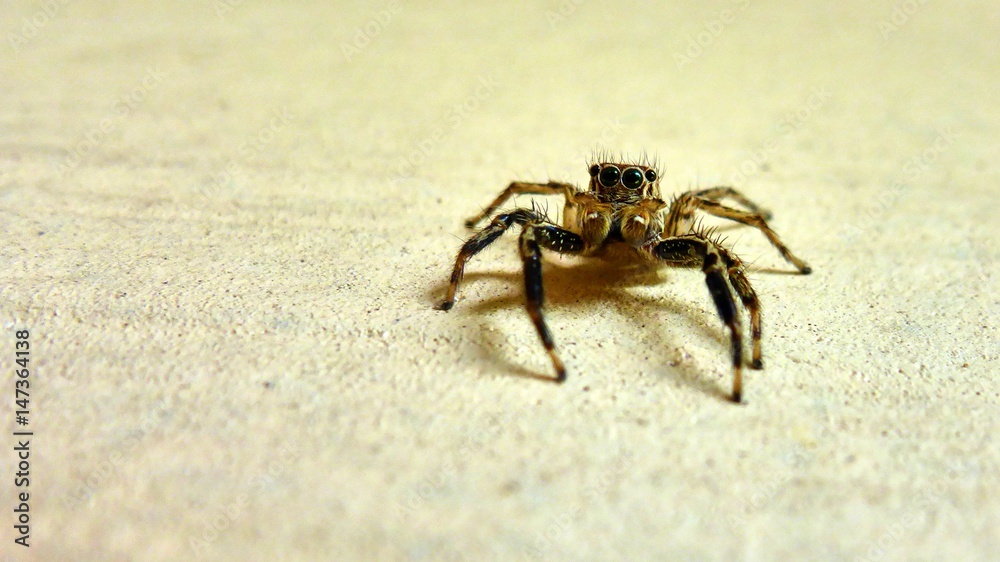 Small spider sits on the wall