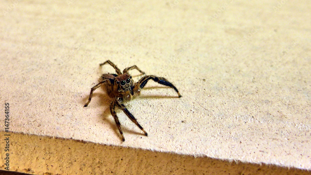 Small spider sits on the wall