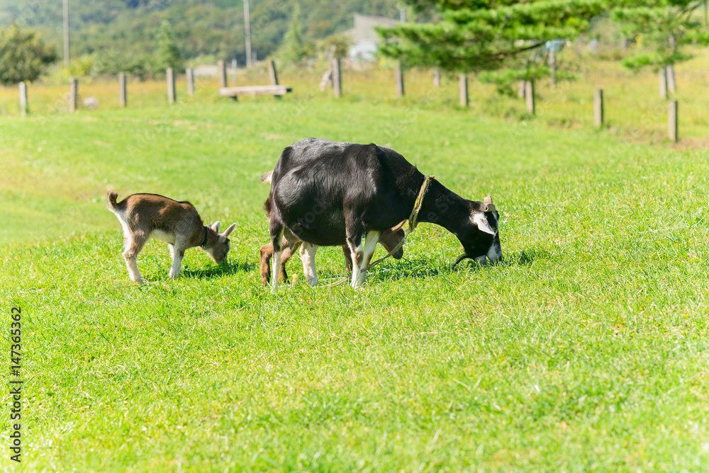 ヤギの親子