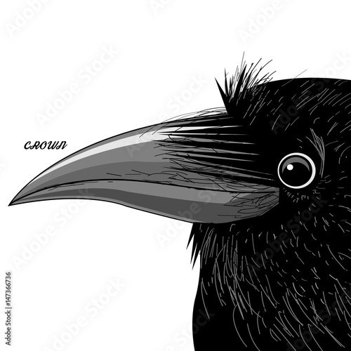 Vector portrait of a black raven
