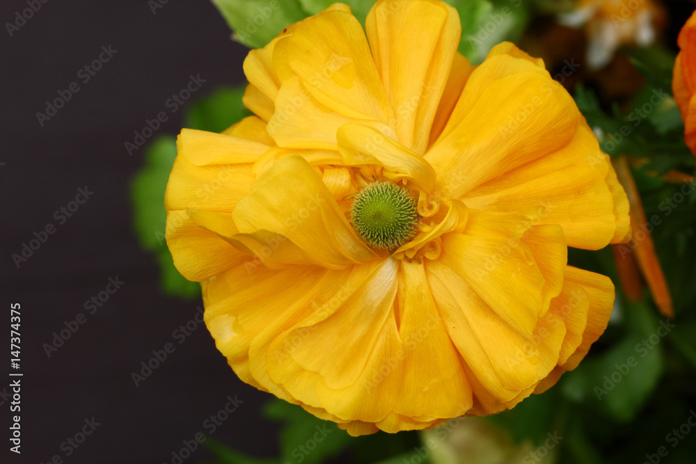Yellow Buttercup flowers Yellow Buttercup flowers
