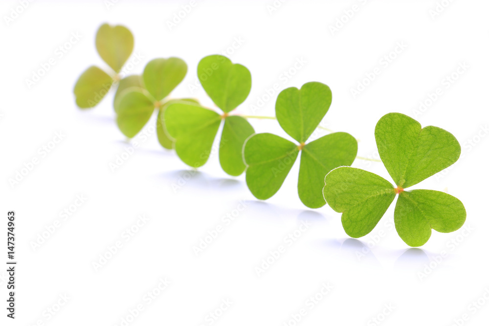 fresh green clover leaves on white