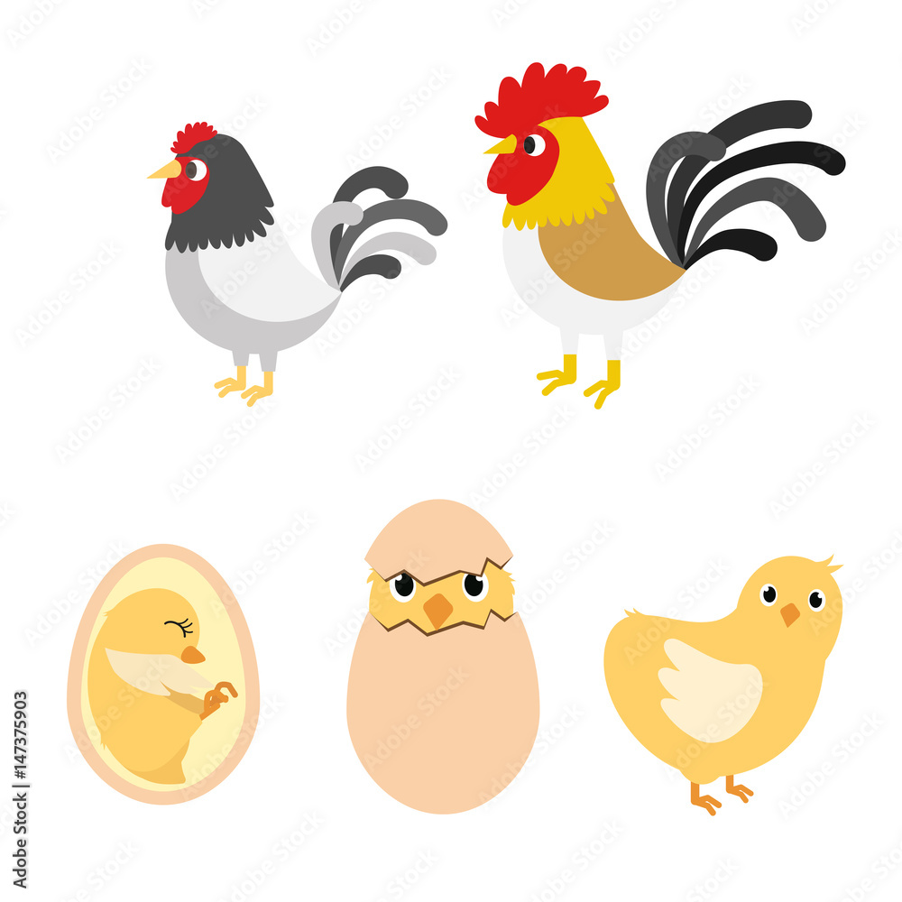 Fototapeta premium chicken egg life cycle