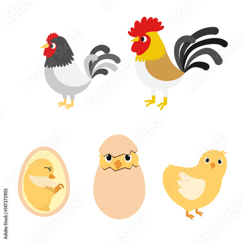 chicken egg life cycle