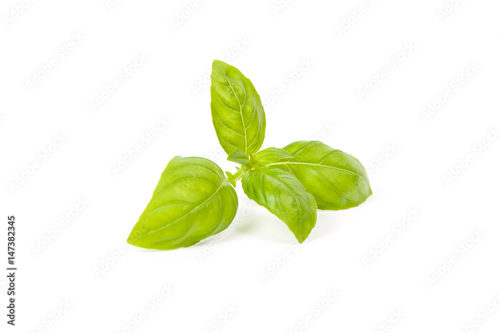 basil isolated basil isolated