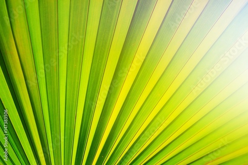 the sugar palm leaf in closeup for backgrounds