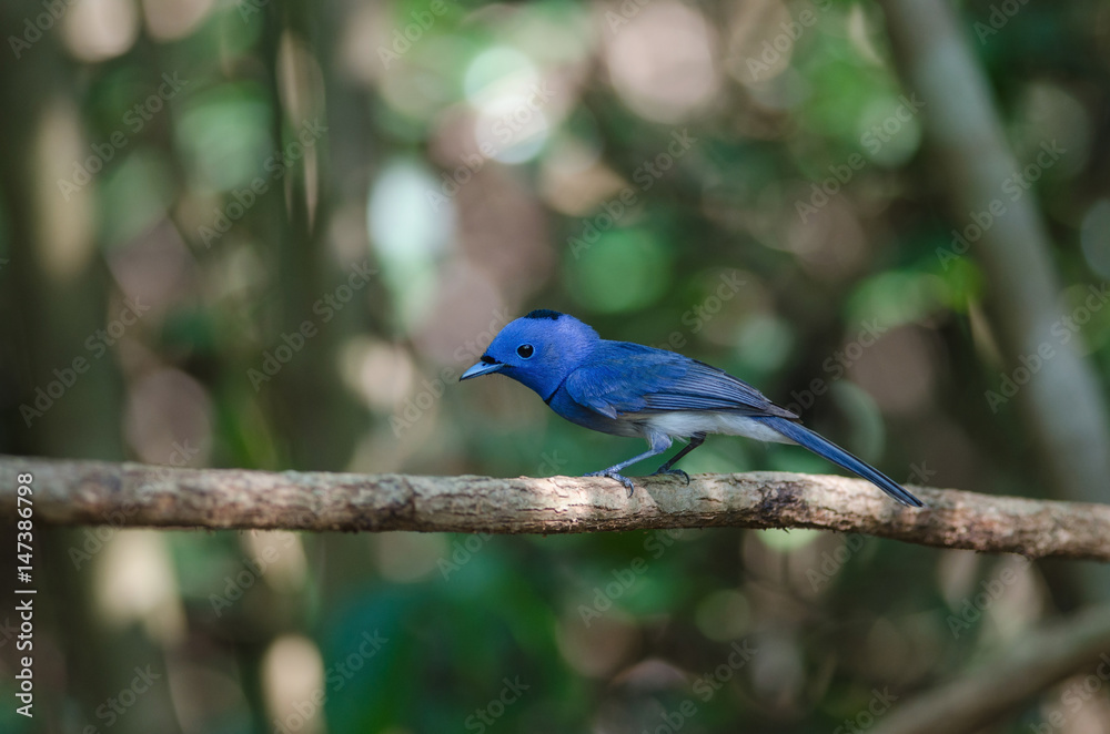 Black-naped Monarch in nature Black-naped Monarch in nature