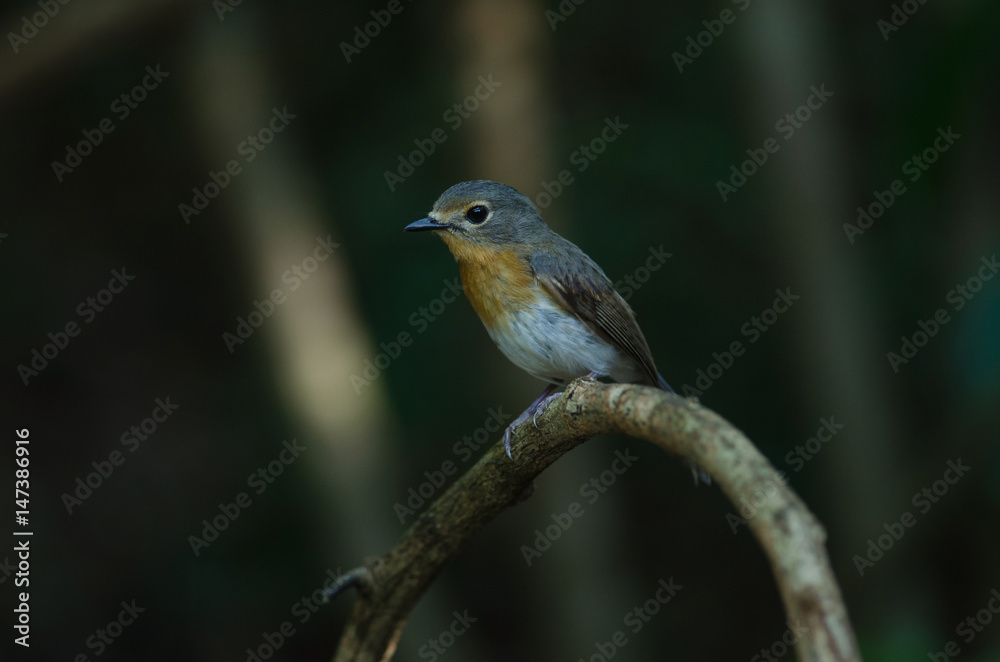 Red-throated Flycatcher on the branches Red-throated Flycatcher on the branches