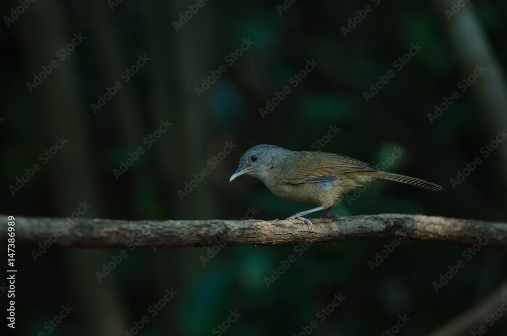 Fototapeta premium Brown-cheeked Fulvetta, Grey-eyed Fulvetta