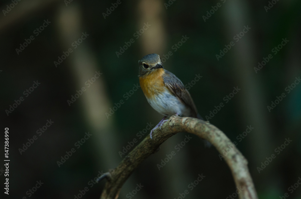 Fototapeta premium Red-throated Flycatcher on the branches