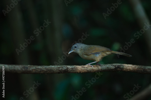 Brown-cheeked Fulvetta, Grey-eyed Fulvetta photo