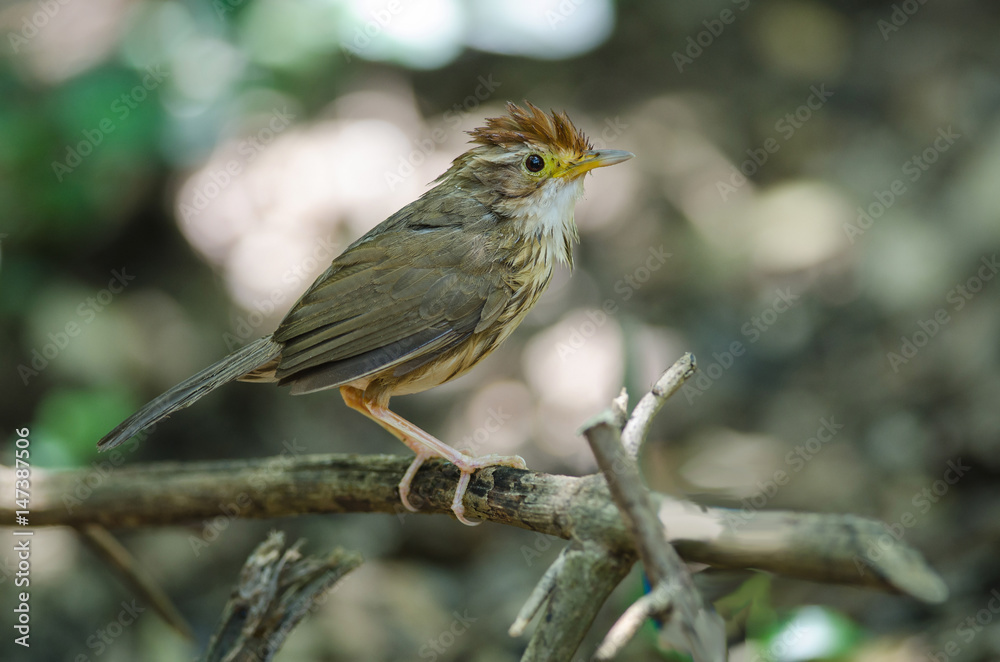 Beautiful bird Puff-throated Babbler in nature Beautiful bird Puff-throated Babbler in nature