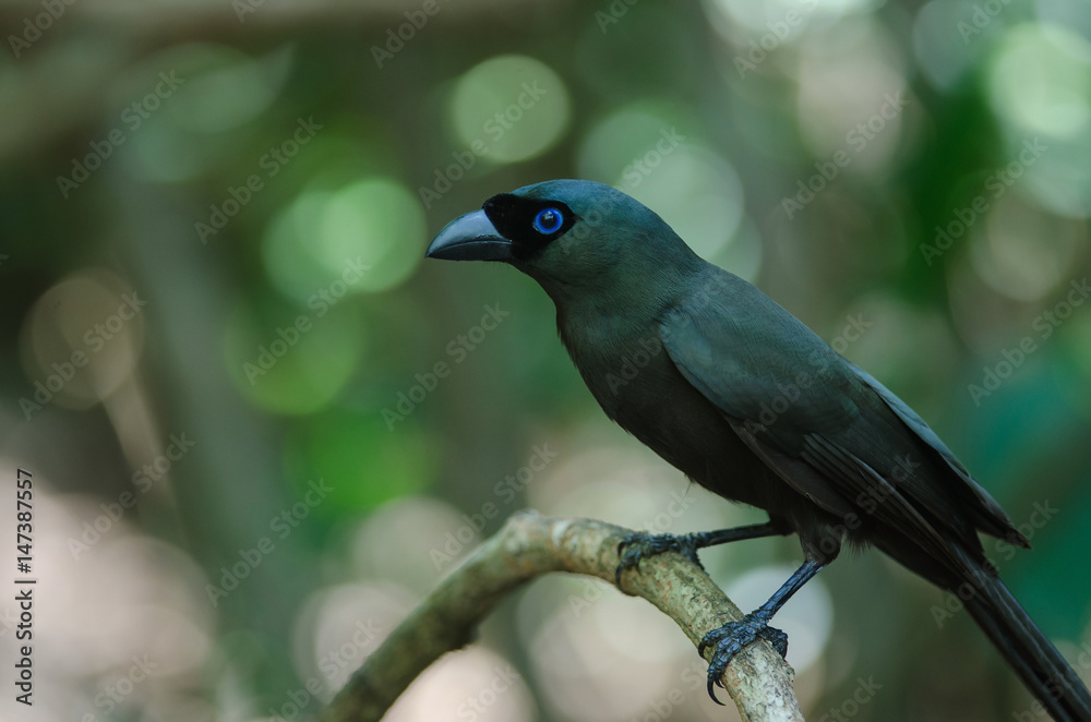 Fototapeta premium Racket-tailed Treepie.(Crypsirina temia)