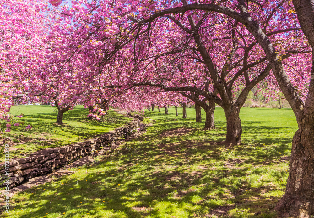 Fototapeta premium Pink cherry trees drape gracefully near a stone canal