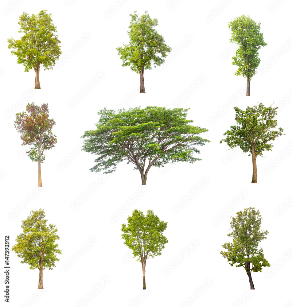 tree isolated,tree on white background,collections tree isolation. tree isolated,tree on white background,collections tree isolation.