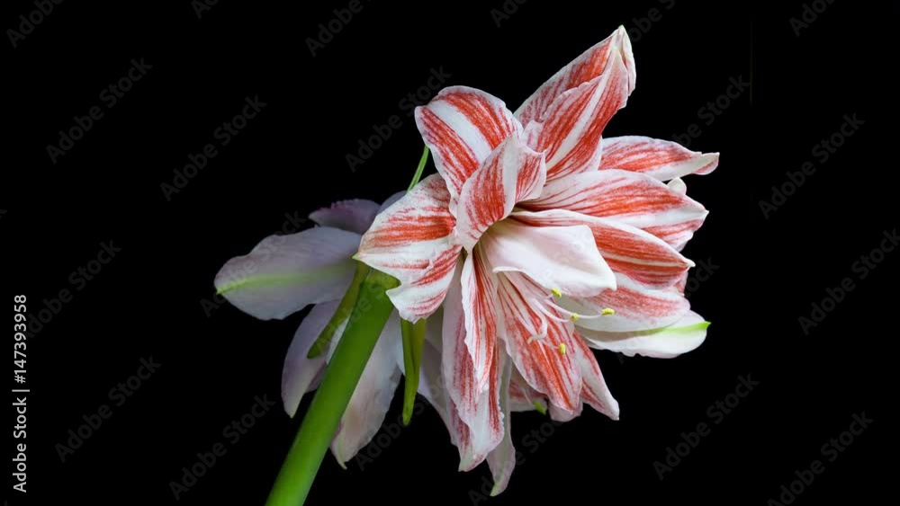 Amaryllis Dancing Queen Blooming Timelapse