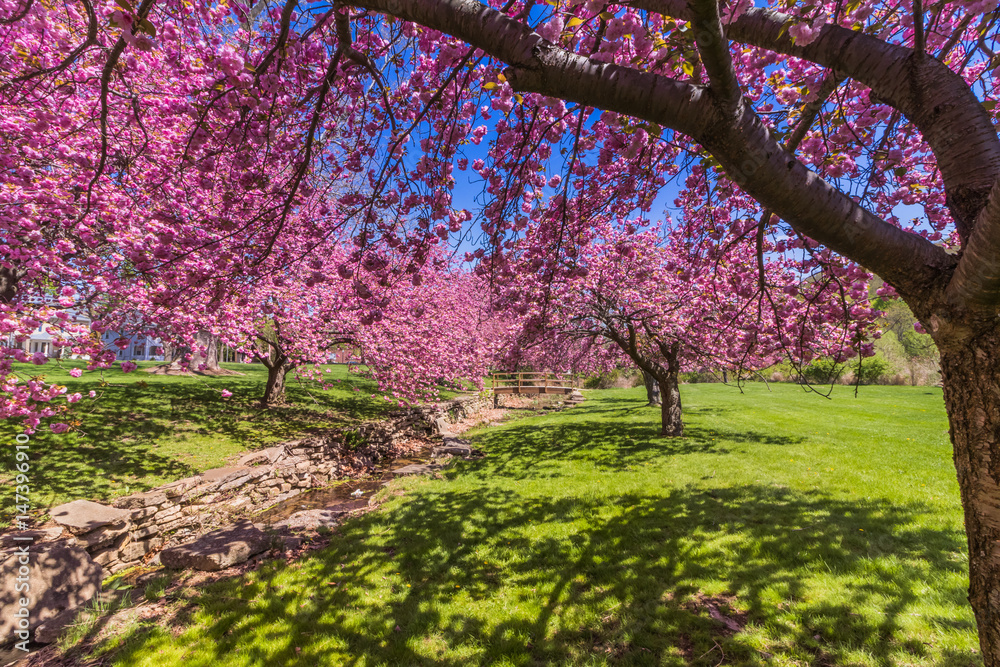 Pink cherry trees in full bloom under bright blue sky in springtime Pink cherry trees in full bloom under bright blue sky in springtime
